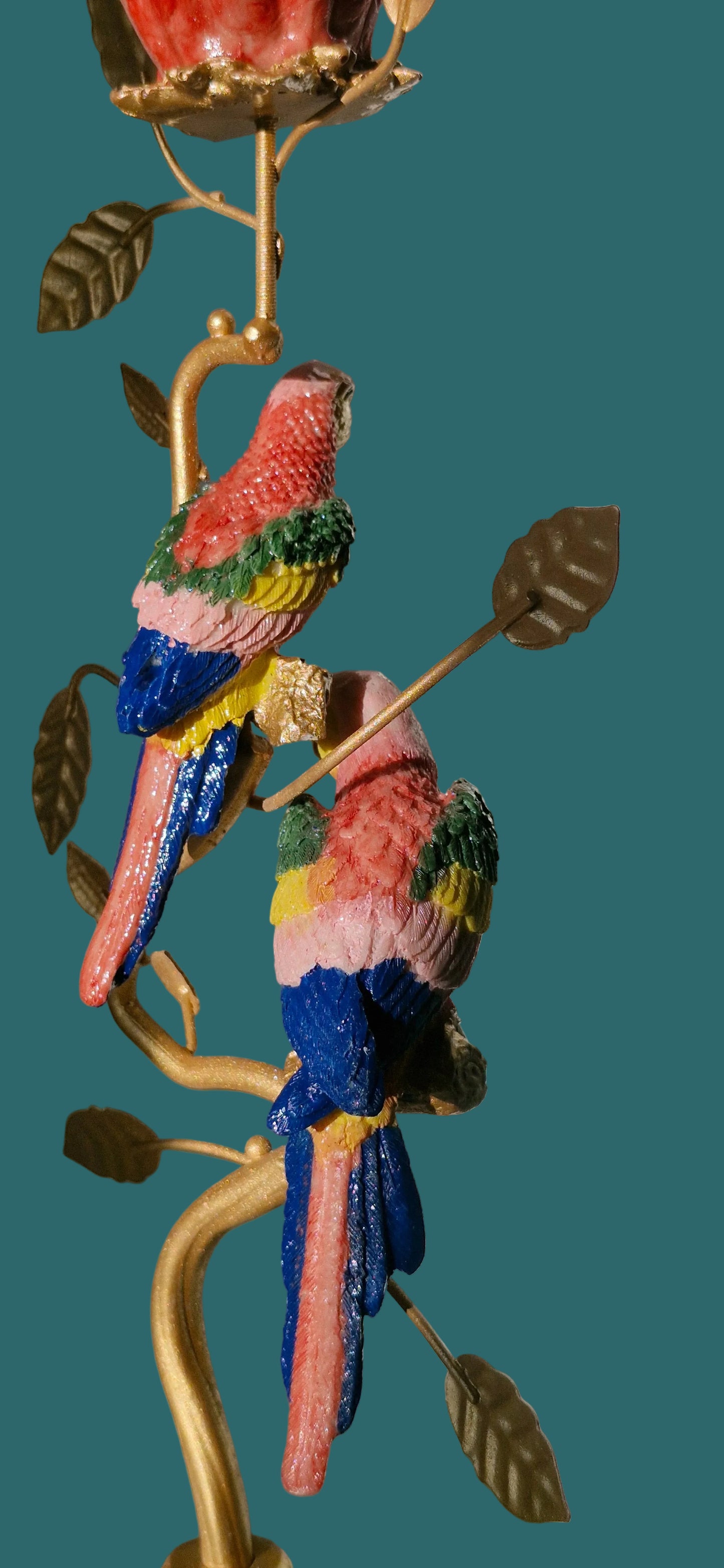 Loros Naranja y Azul