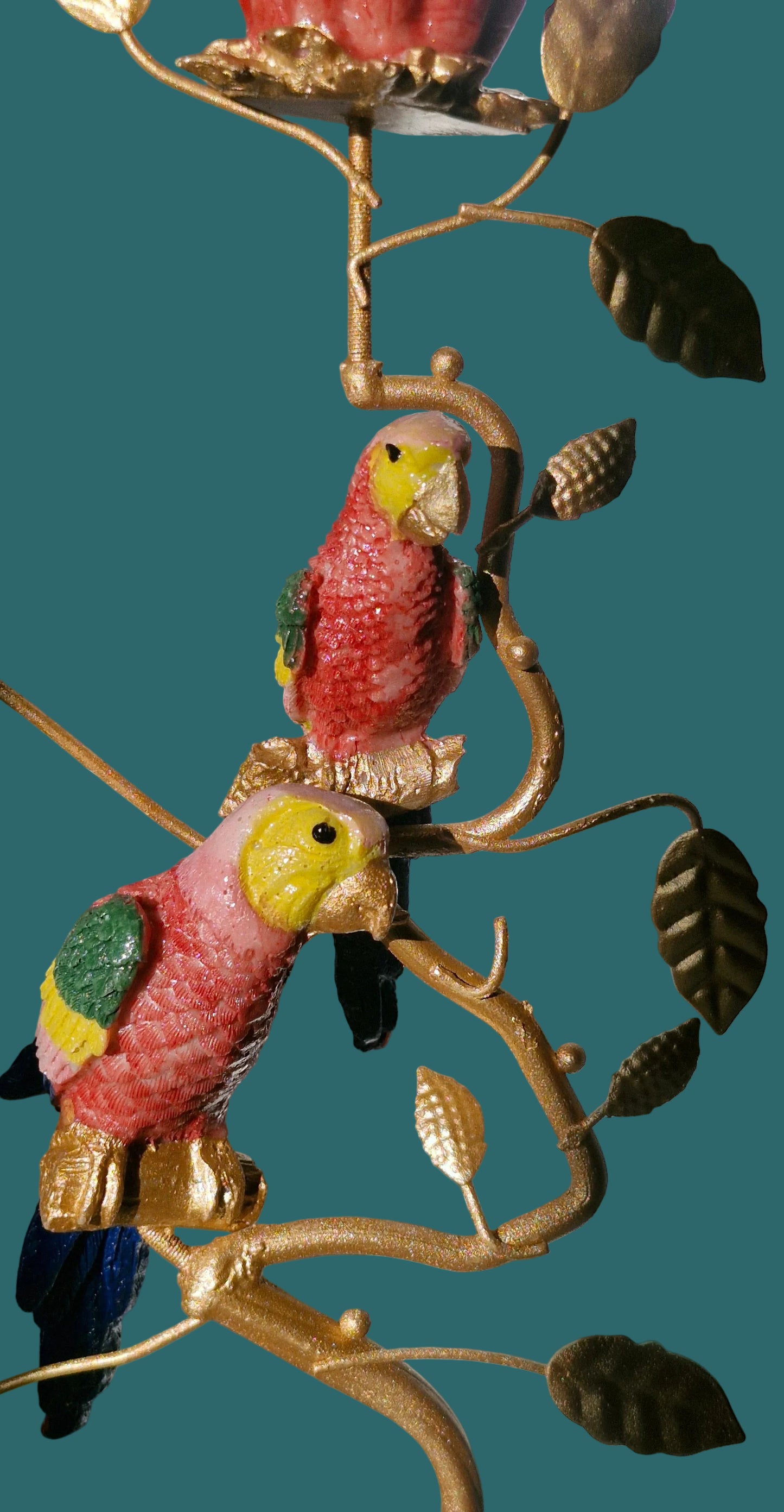 Loros Naranja y Azul