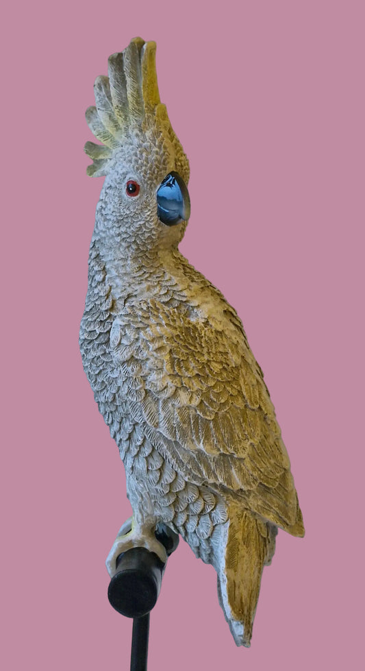 Misty Grey Cockatoo