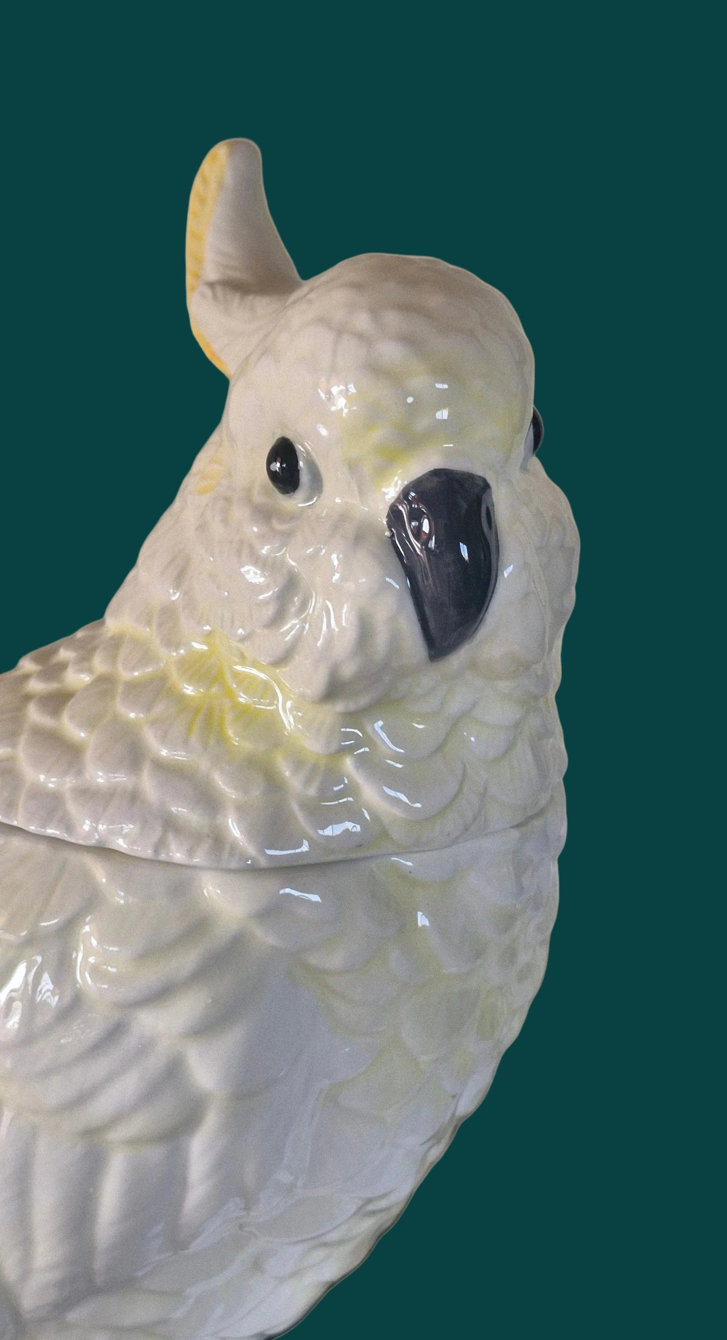 White Cockatoo